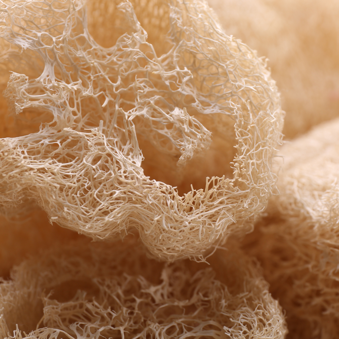 Natural Loofah Sponge – 6" Cut, Organic & Biodegradable
