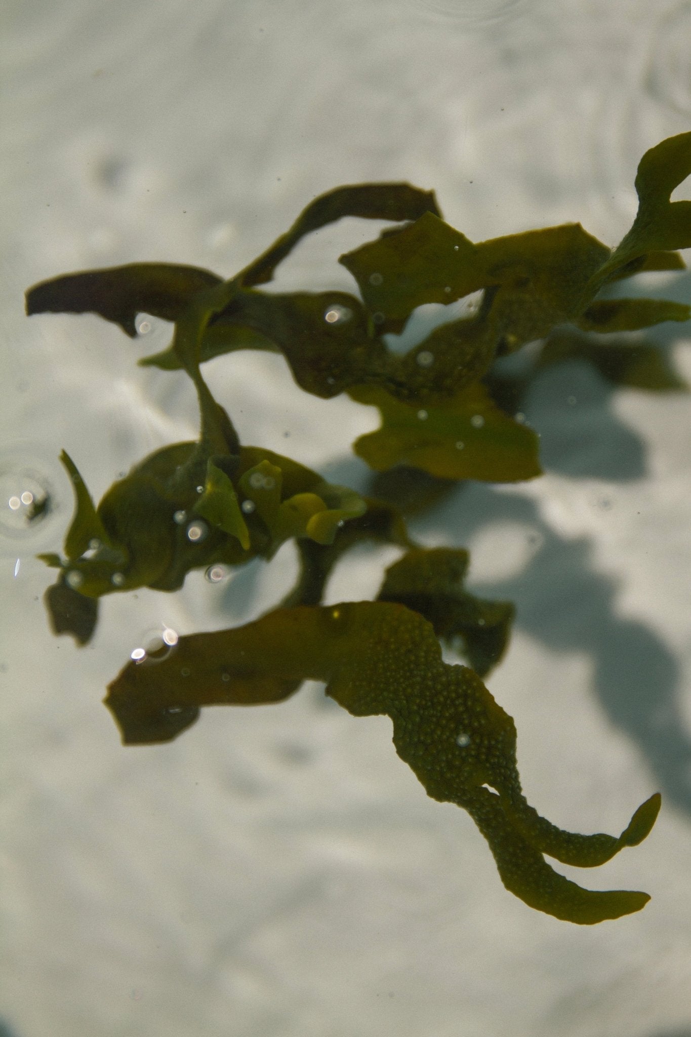 Sea Change – Seaweed Sphere Soap | Bladderwrack & Neroli