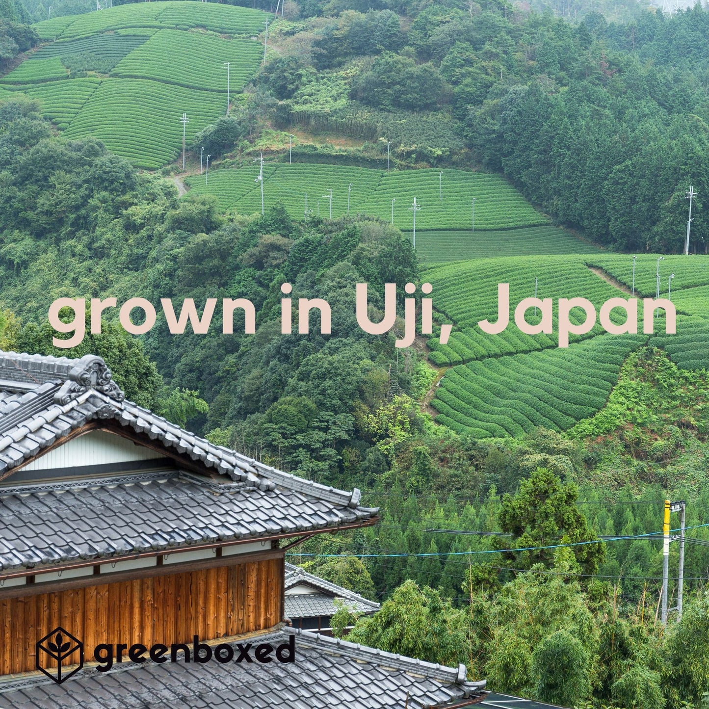 Daily Ritual Matcha | Organic Latte Blend