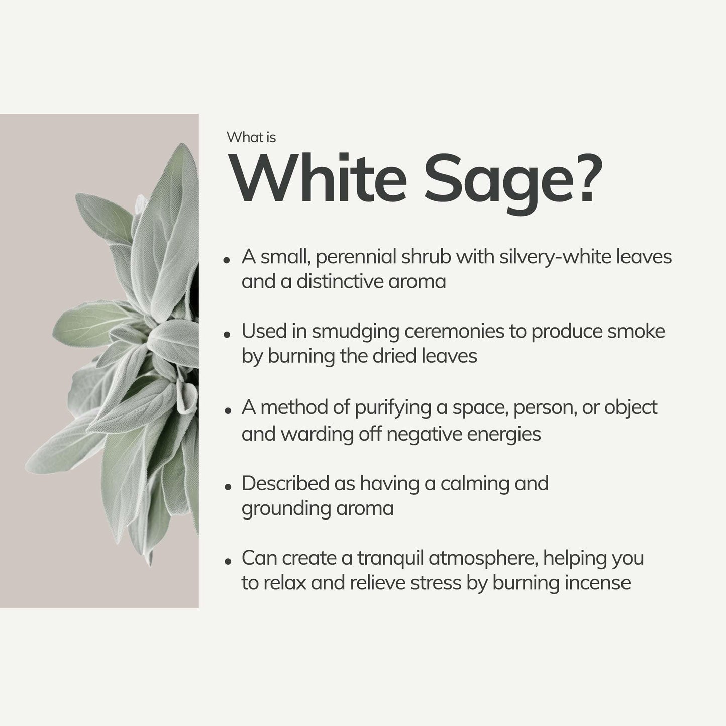 Organic White Sage Smudge Stick - Medium